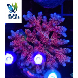 Acropora Premium Indonesia Red CITES: Es-mt-50380/23i