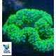 Lobophyllia Green Lime L