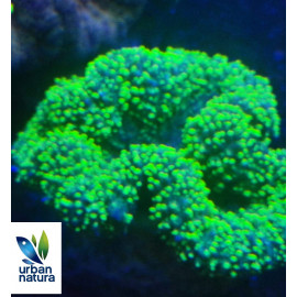 Lobophyllia Green Lime L CITES: es-mt-50380/23i