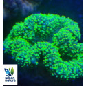 Lobophyllia Green Lime L 