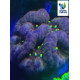 Lobophyllia Green Lime L