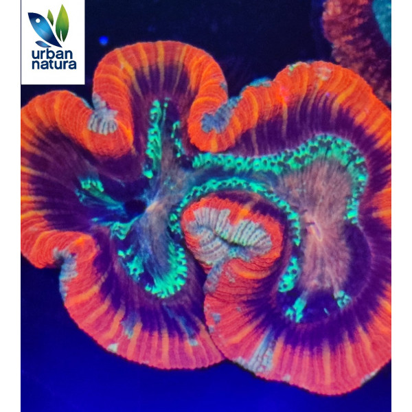 Trachyphyllia red rim L