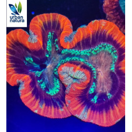 Trachyphyllia red rim L