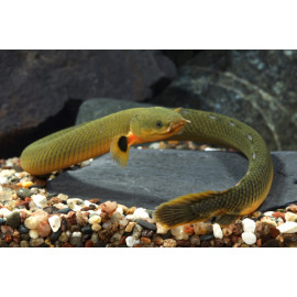 Pez serpiente calamita M ERPETOICHTHYS CALABARICUS