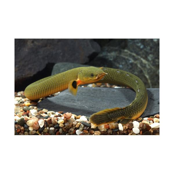 Pez serpiente calamita M ERPETOICHTHYS CALABARICUS