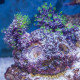 Roca con 4 Coral Plugs AQUA OCEAN