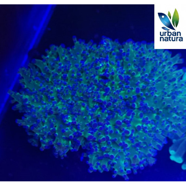 Euphyllia divisa supercolor premium ML