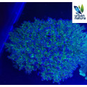 Euphyllia divisa supercolor premium 