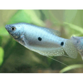 GOURAMI Azul XL TRICHOGASTER TRICHOPTERUS SUMATRANUS