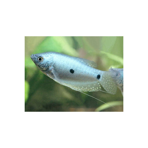 GOURAMI PERLA 4-5CM TRICHOGASTER LERI