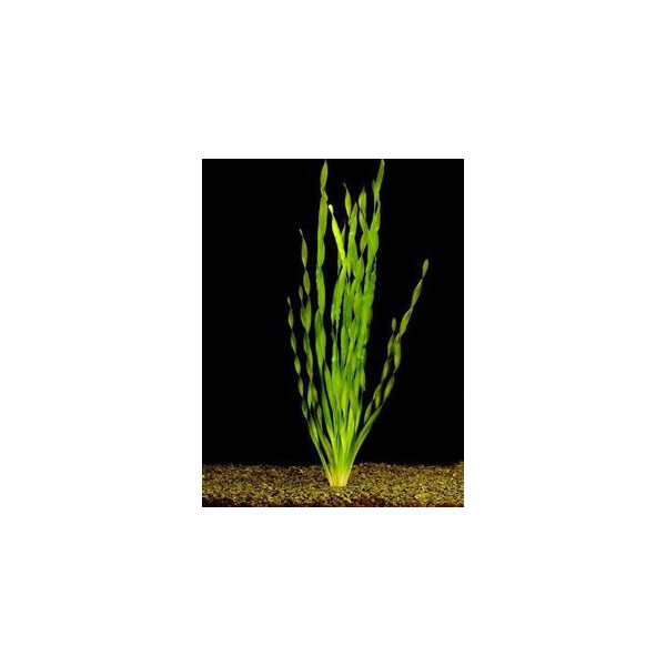 VALLISNERIA ASIATICA PS