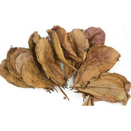 Hojas de Catappa XL almendro indio Terminalia Catappa 10 hojas