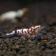 Gamba fancy red tiger