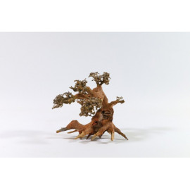 RAIZ BONSAI S 15-20CM