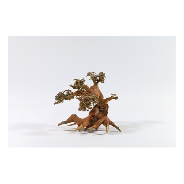 RAIZ BONSAI S 15-20CM