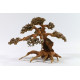 RAIZ BONSAI L 30-40CM