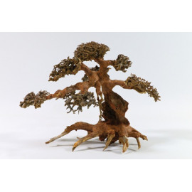 ARREL BONSAI L 30-40CM