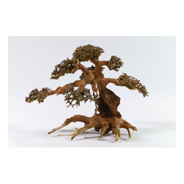 RAIZ BONSAI L 30-40CM