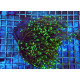 Euphyllia glabrescens Dragon Soul esqueje 1 cabeza