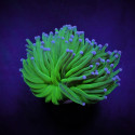 Euphyllia glabrescens (Green/Blueberry) 