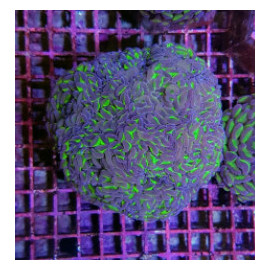 Euphyllia paraancora two tone esqueje CITES: 23NL315488