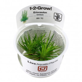 eriocaulon cinereum 1-2 grow tropica