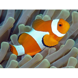 Peix pallasso AMPHIPRION OCELLARIS SM