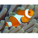 Pez payaso AMPHIPRION OCELLARIS SM