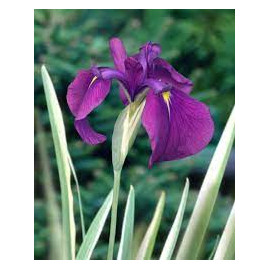 IRIS ENSATA VARIEGATA (KAEMPFERI)