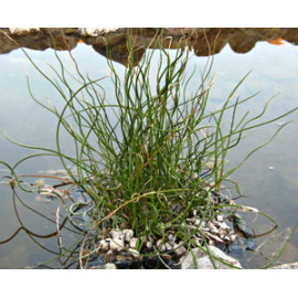 JUNCUS EFFUSUS