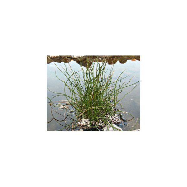 JUNCUS EFFUSUS