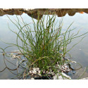 JUNCUS EFFUSUS