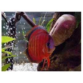 Discus deluxe merah Jumbo