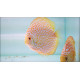 Discus deluxe snow albin JUMBO