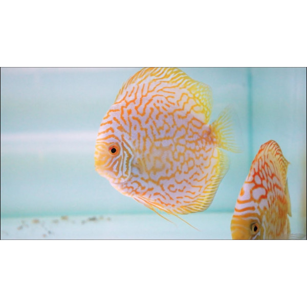 Discus deluxe snow albin JUMBO