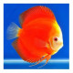 Discus Marlboro Red 8-9cm