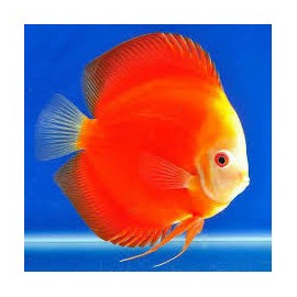 Discus deluxe Marlboro Red L