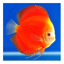 Discus deluxe Marlboro Red L