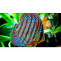 Discus deluxe Turquesa perla JUMBO