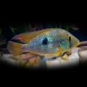 Geophagus brasiliensis L