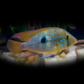 Geophagus brasiliensis