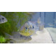 Geophagus australis S