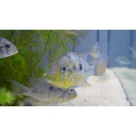 Geophagus australis S