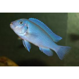 PSEUDOTROPHEUS ZEBRA BLUE + Blue L