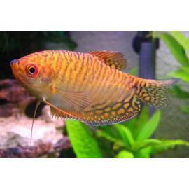 GOURAMI ORO Trichogaster trichopterus XL