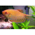 GOURAMI ORO Trichogaster trichopterus XL