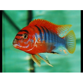 Labidochromis Hongi sweden XL