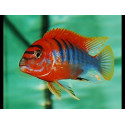 Labidochromis Hongi sweden XL