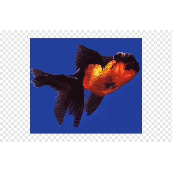 oranda rojo negro s