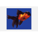 oranda rojo negro s